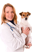 what does a dog ultrasound cost